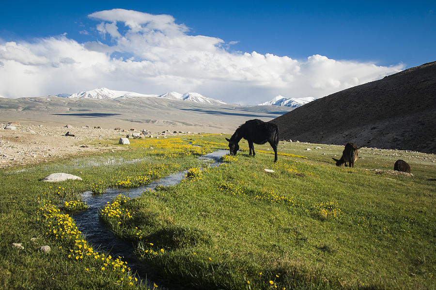 A bit of heaven in the Pamir mountains Photograph by Jean-Philippe Tournut