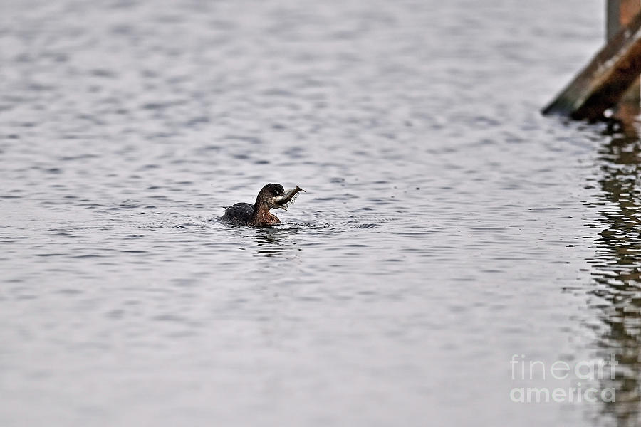 A bit too big catch for this Pied-billed Grebe Photograph by Amazing Action Photo Video