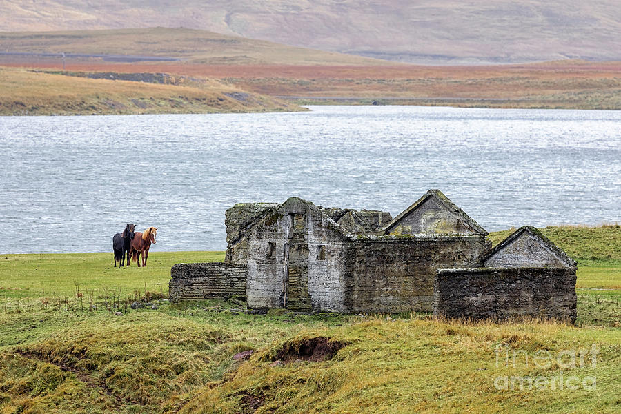 A black and a chestnut Icelandic horse, alongside a derelict stone farm building. The foot of Kirkjufell mountain is in the background Photograph by Jane Rix
