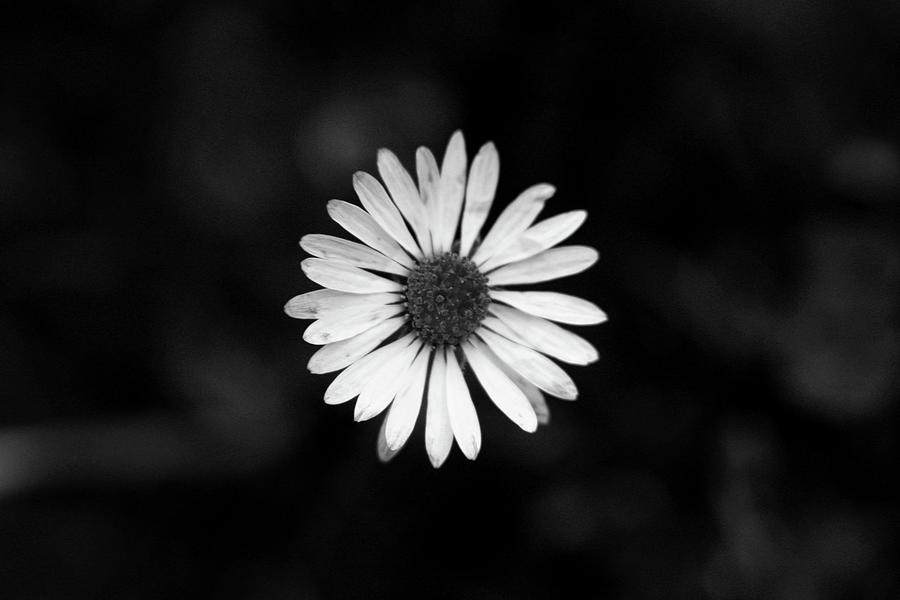 Black And White Bloom Of Bellis Perennis Photograph