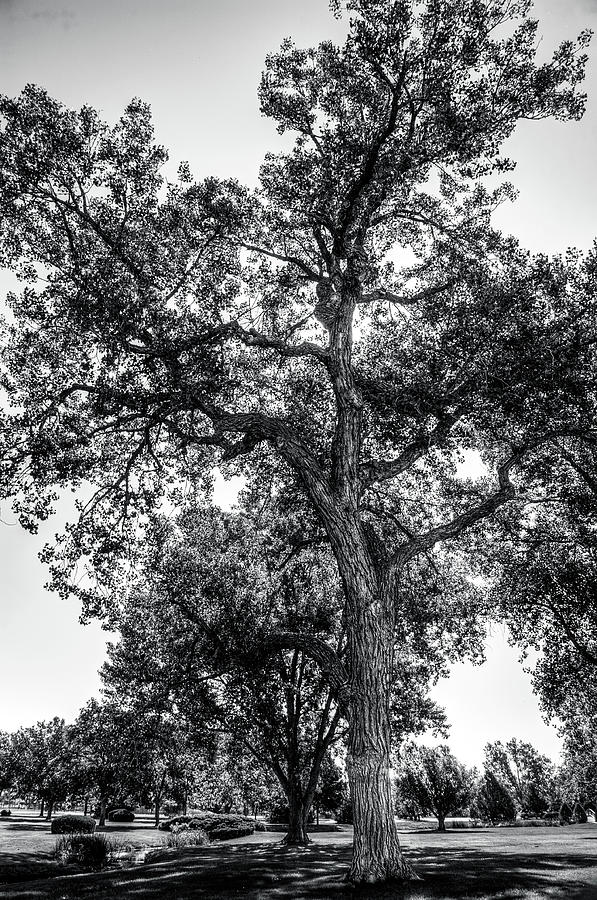 A Black and White Tree Portrait Photograph by James C Richardson