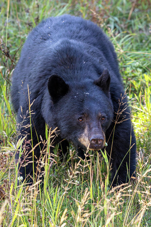 A Black Bear near the town of Whistler Photograph by Pierre Leclerc Photography