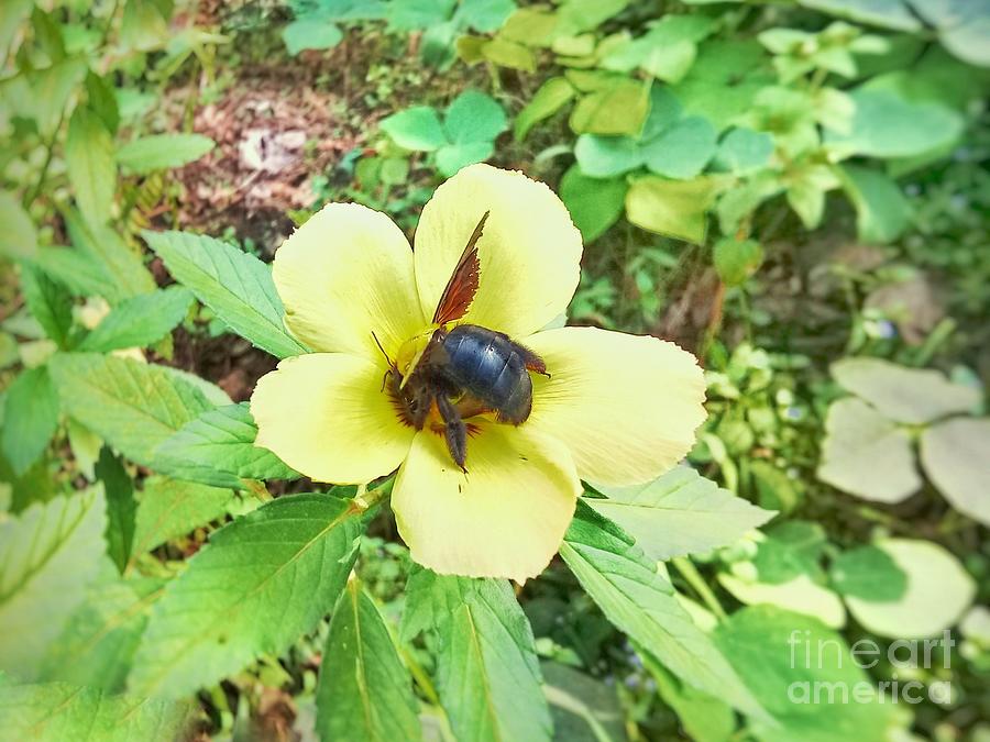 Flowers Still Life Photograph - A black beetle is sucking the flower essence by Dul Karim