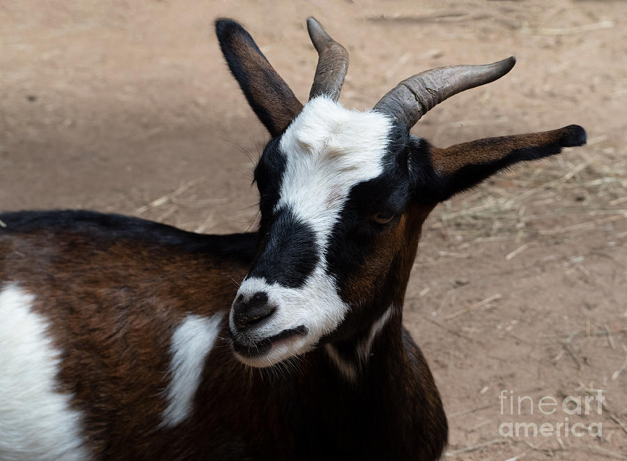 A Black, Brown and White Goat Photograph by L Bosco