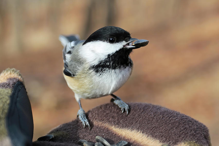 A Black-capped Chickadee in Hand Photograph by Shixing Wen
