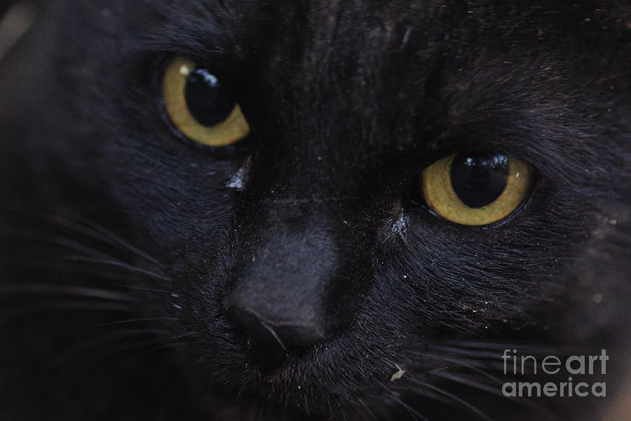 A Black Cats Eyes Photograph by Davy Cheng