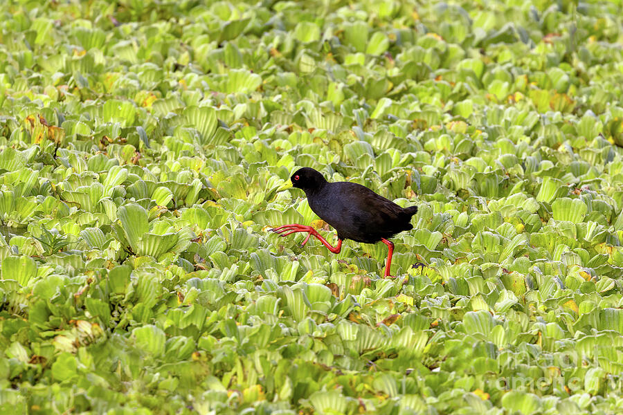 A black crake, Amaurornis flavirostra, walks across a lake covered in water lettuce, Pistia stratiotes. Queen Elizabeth National Park, Uganda. Photograph by Jane Rix
