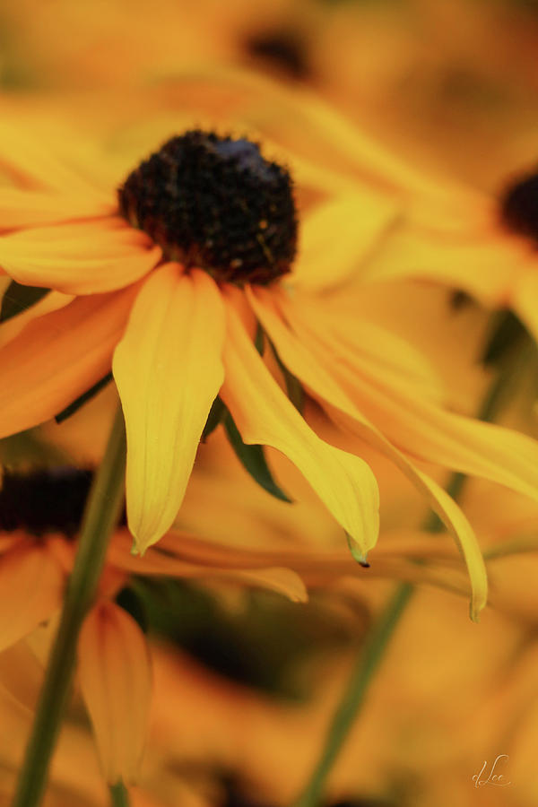 Flower Photograph - A Black-Eyed Susan Escaping The Garden by D Lee