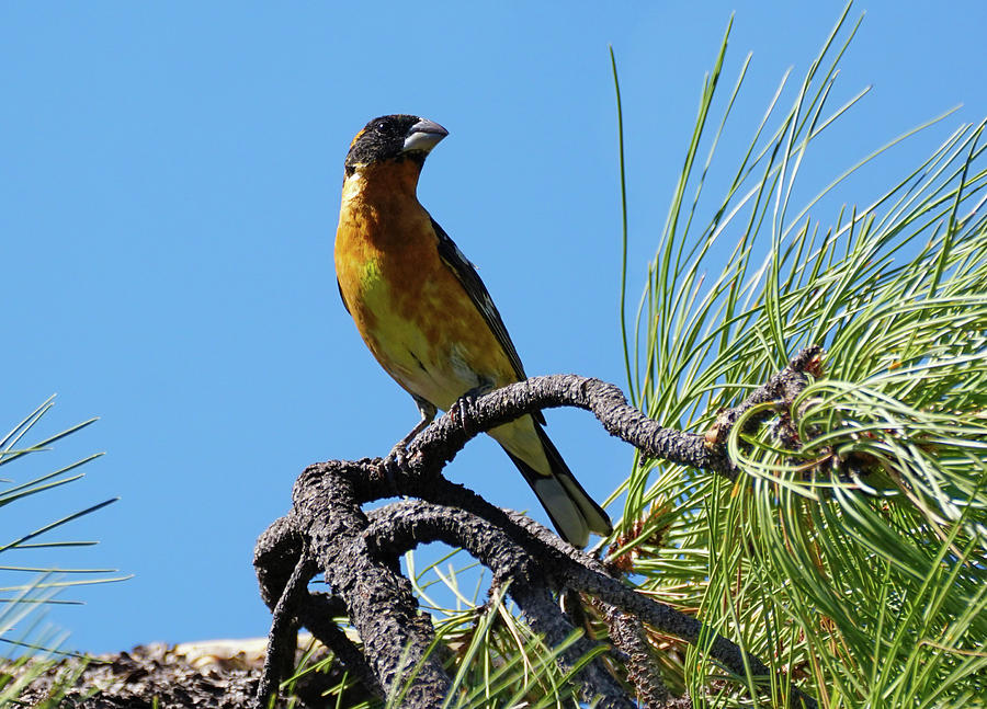 Cardinal Photograph - A Black Headed Grosbeak Perched on a Branch by Moment of Perception