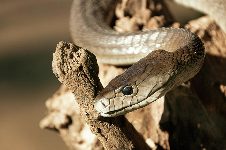 A Black Mamba Photograph by Kendal Swart - Fine Art America