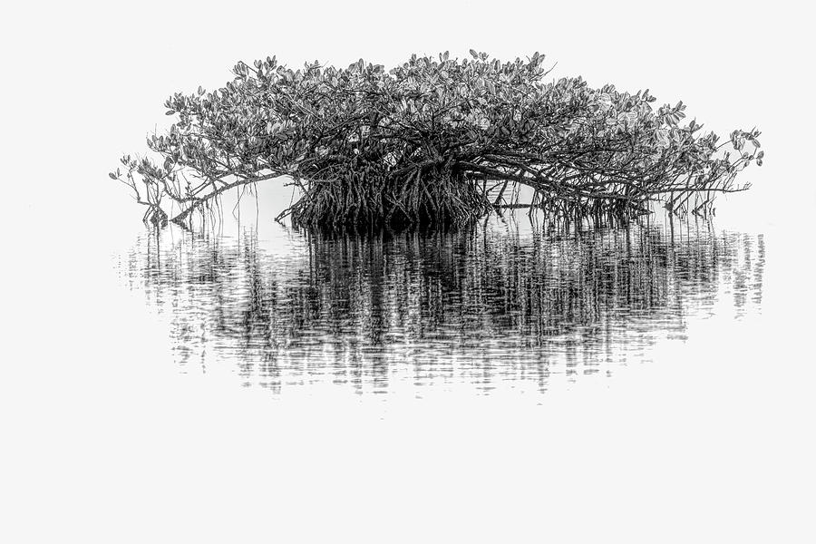 A Red Mangrove in Black and White Photograph by W Chris Fooshee