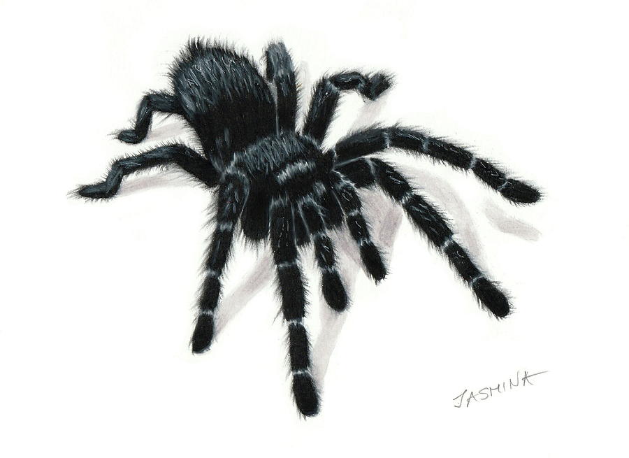 A Black Spider - Pencil Drawing Drawing by Jasmina Susak - Fine Art America