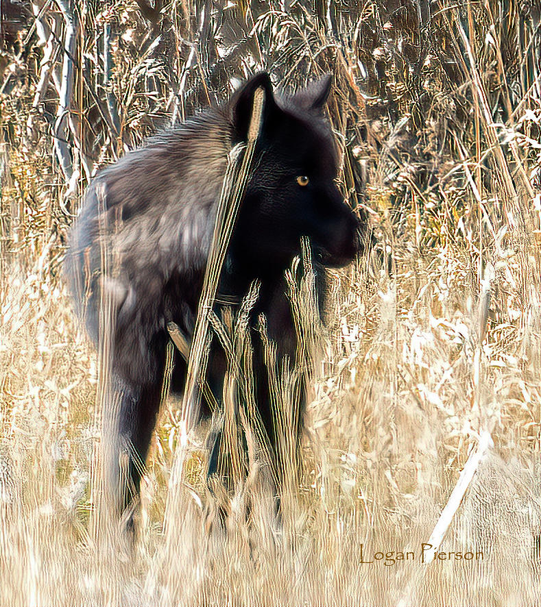 Yellowstone National Park Photograph - A black wolf with a silver tint makes quite an impression in Grand Teton National Park. by Logan Pierson