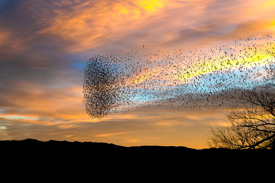 A Blackbird Swarm. Photograph by Paul Martin