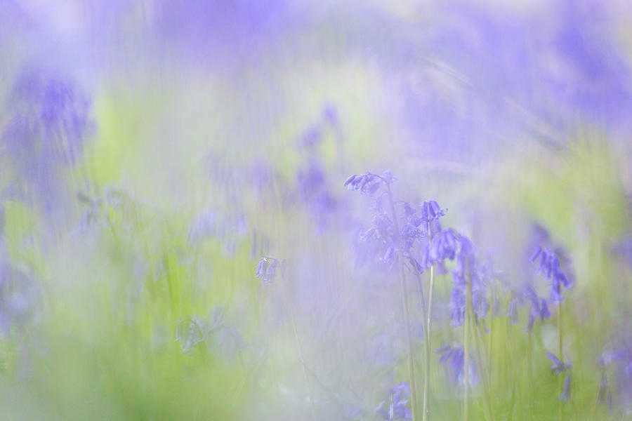 A blanket of bluebells Photograph by Anita Nicholson