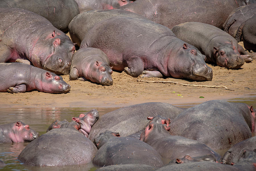 A Bloat of Hippos in the Serengeti Photograph by Mary Lee Dereske