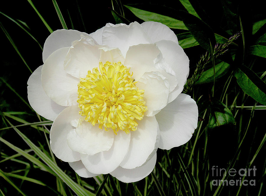 A blooming peonies flower in a lush garden in spring.	 Photograph by Gunther Allen