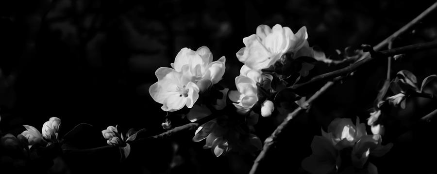 A Blossom Day Photograph by Iina Van Lawick