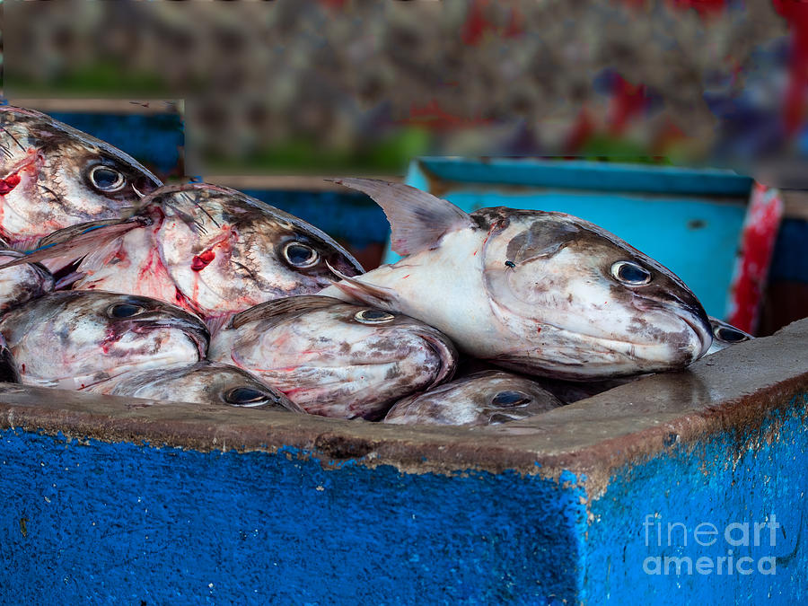 A Blue Box of Fish Heads on a Galapagos Dock Photograph by L Bosco