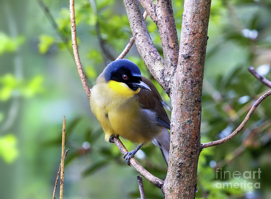 A blue-crowned laughingthrush, Garrulax courtoisi, perched on a tree. This small songbird, from Jiangxi, China, is now critically endangered in the wild. Photograph by Jane Rix
