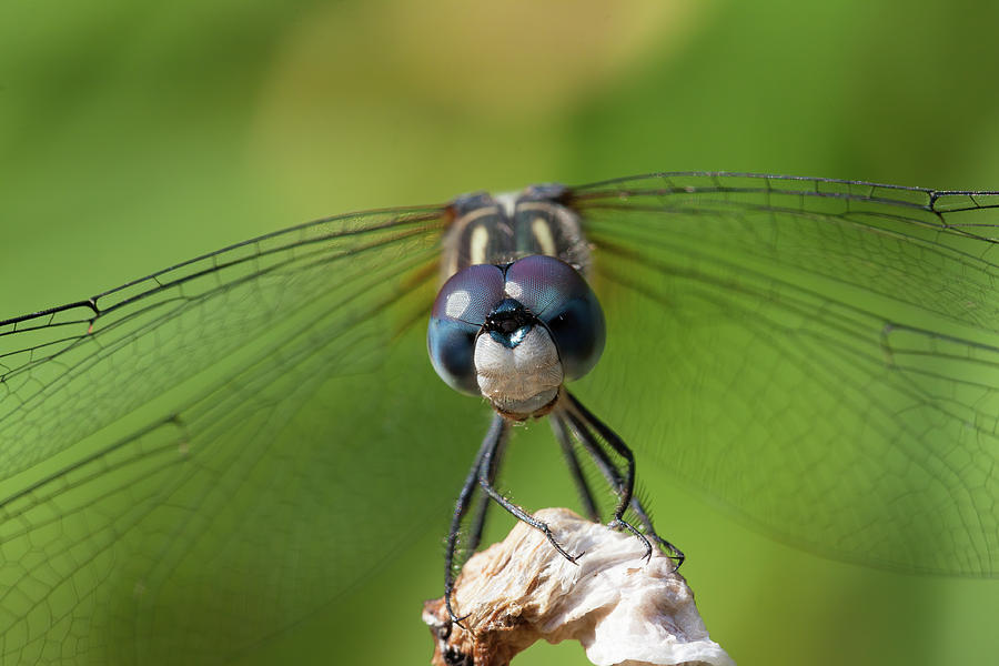 A Blue Dasher posing for the camera Photograph by Jeff Folger