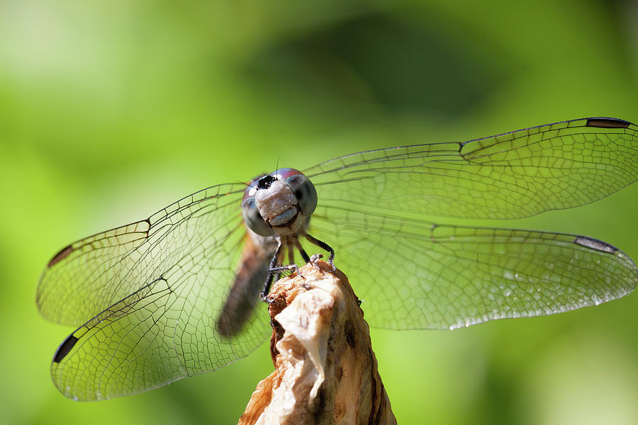 A Blue Dasher Smiling For The Camera Photograph
