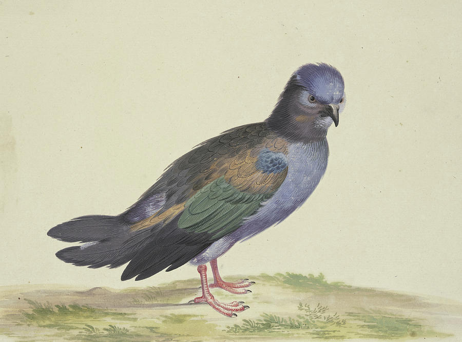 A Blue Dove with Green and Black Wings Drawing by Herman Henstenburgh
