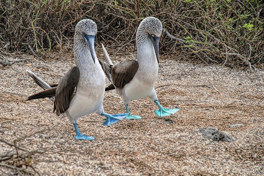 A Blue-footed Booby pair in a mating dance Photograph by Henri Leduc