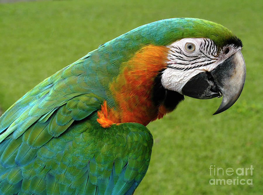 A blue, green, and yellow macaw portrait  Photograph by Gunther Allen