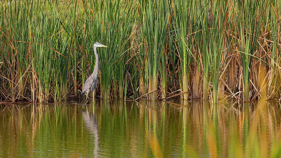 A Blue Heron overlooking their domain Photograph by Gordon Elwell