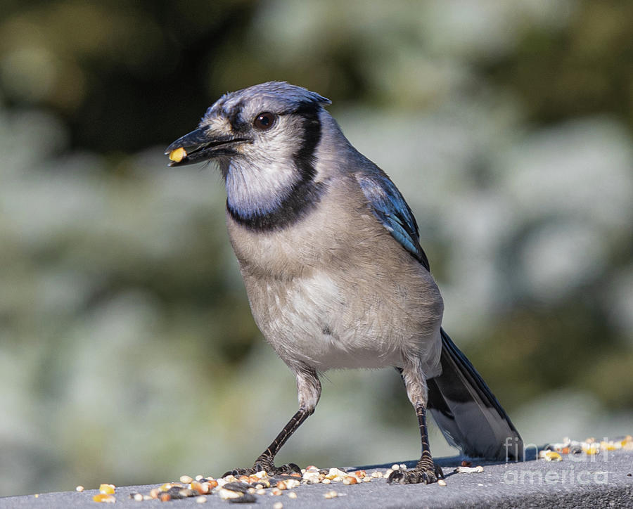 A Blue Jay With Food Photograph by James Stewart - Fine Art America