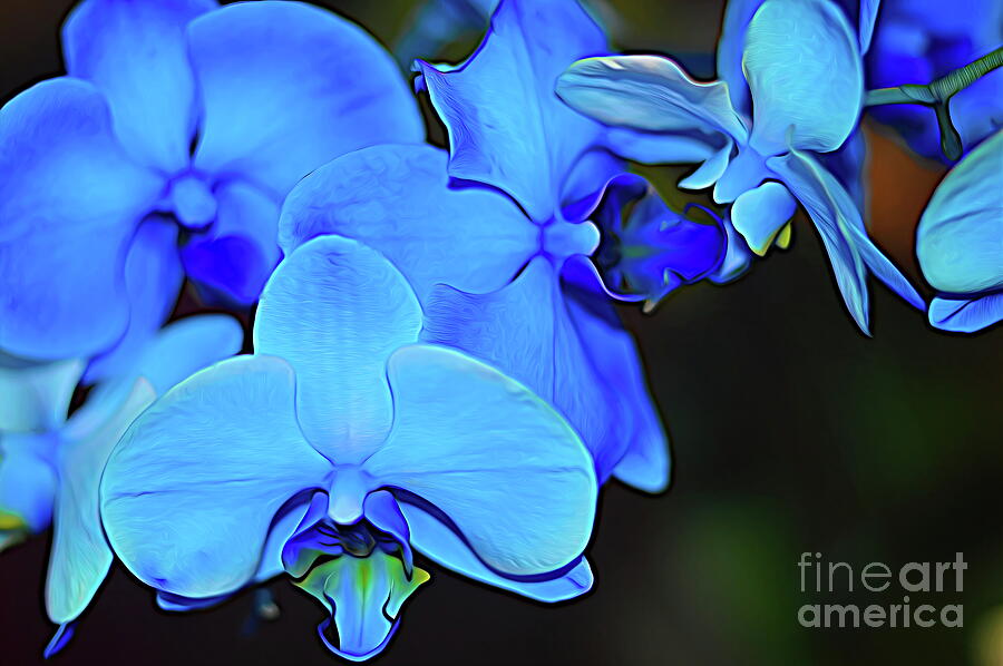 Flower Photograph - A Blue Kiss by Diana Mary Sharpton