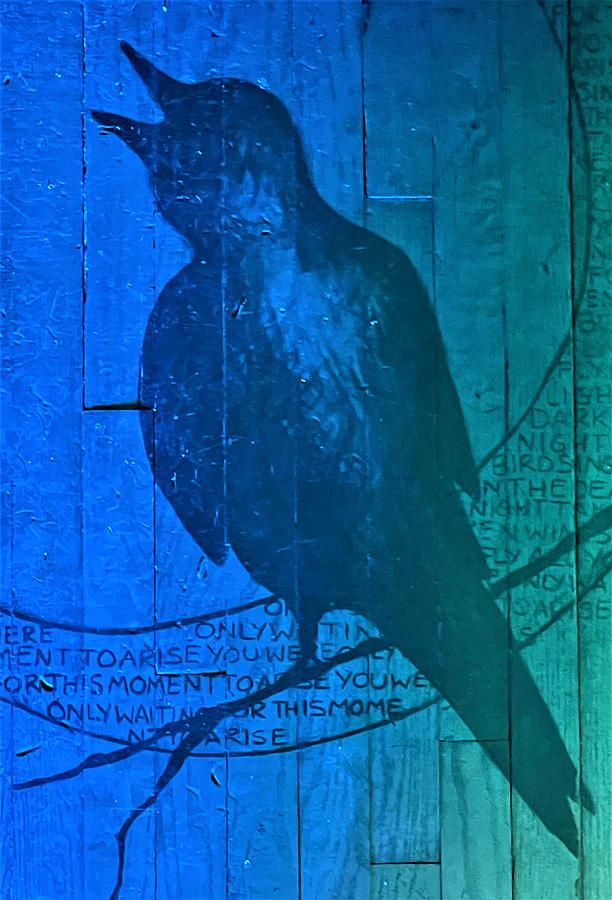 Bird Photograph - A Blue Raven by Rob Hans