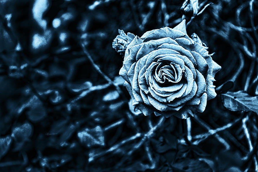 A Blue Rose Photograph by Sharon Popek