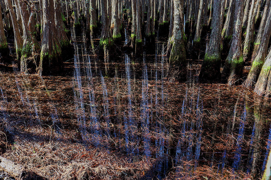A Blue Streaks Swamp Photograph by Ed Williams