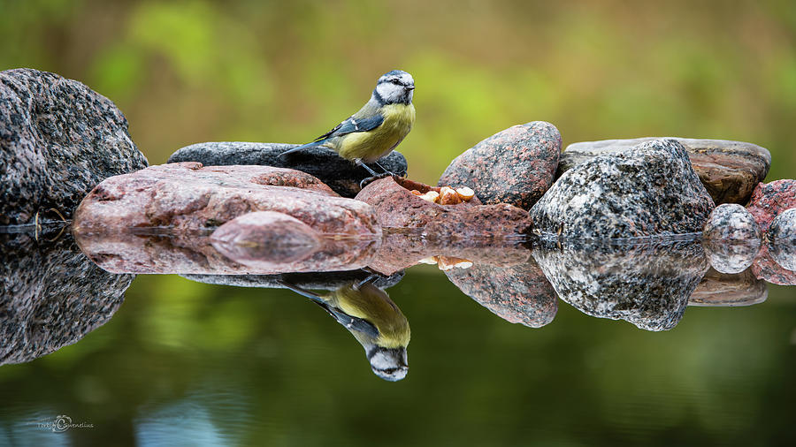 A Blue Tit is food seeking at the pond Photograph by Torbjorn Swenelius