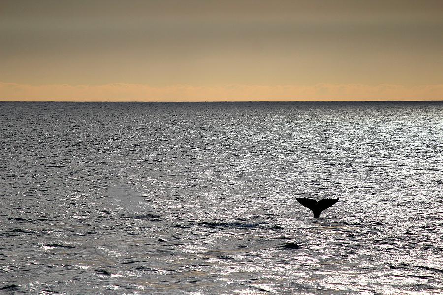 A blue whale waves goodbye at sunset  Photograph by LaDonna McCray