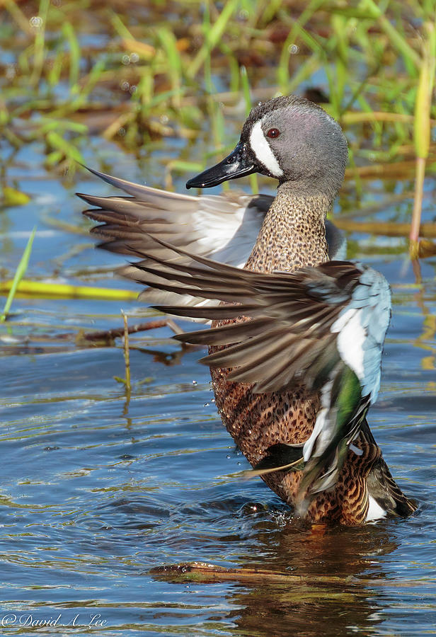 A Blue-winged Teal Photograph by David Lee