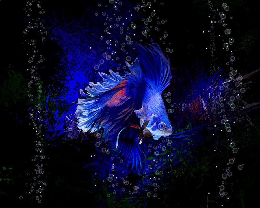 A Blue With Red Betta Fish Digital Art