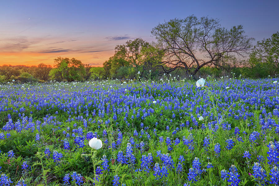 A Bluebonnet Sunset's Last Colors 3311 Photograph by Rob Greebon - Fine ...