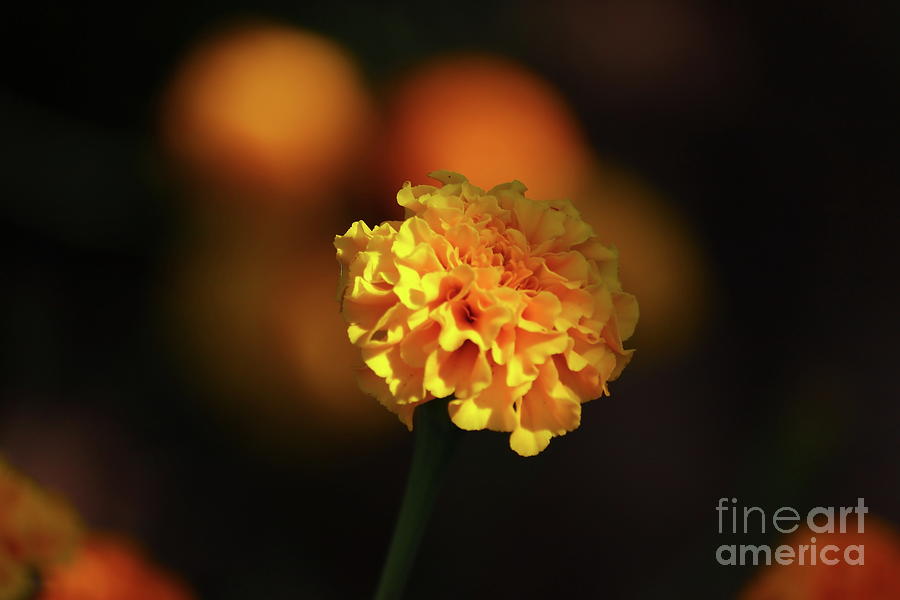 A Blurring Image Background Of Yellow Defocused Marigold Flower Photograph  by Dinesh Kag - Fine Art America