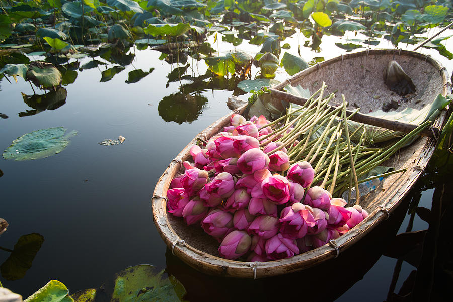 A boat of lotus flower in West Lake, Hanoi, Vietnam. Photograph by MeogiaPhoto
