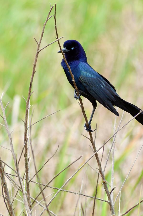 A Boat Tailed Grackle Holding On Photograph by Warren Thompson