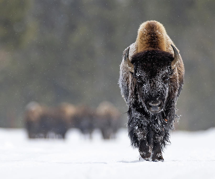 A Bold Bison Photograph by Max Waugh