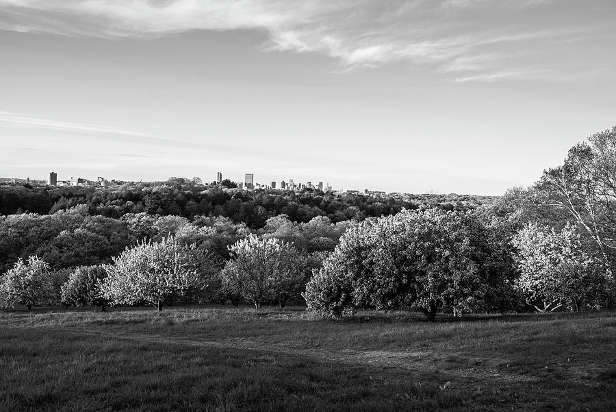 A Boston spring sunset from the Arnold Arboretum Jamaica Plain Boston Skyline Peters Hill BW Photograph by Toby McGuire