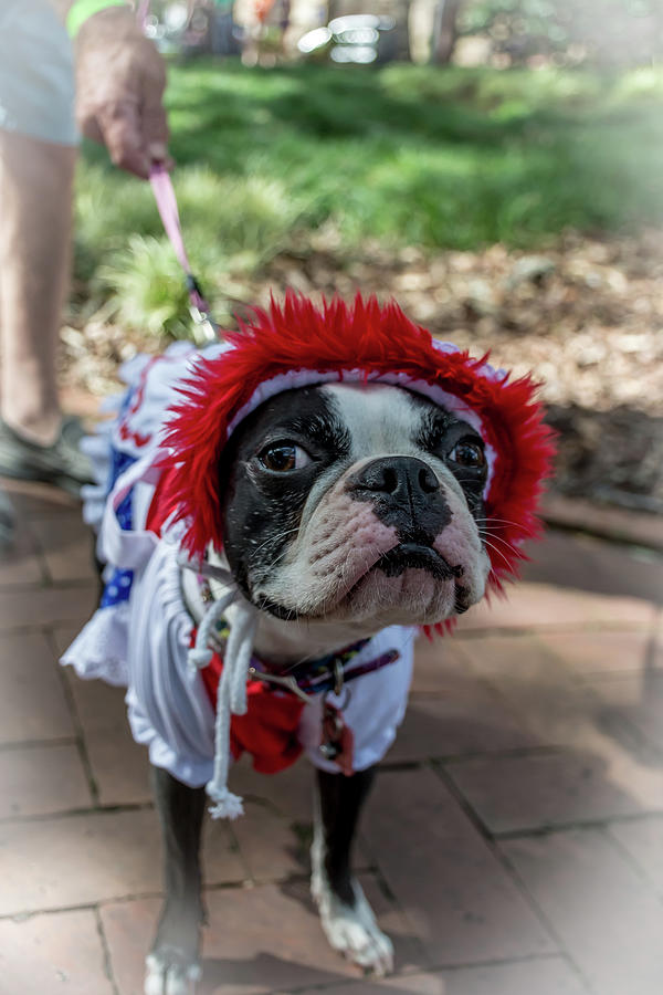 Halloween Photograph - A Boston Terrier Wearing a Colorful Halloween Costume for Wag-o-Ween #2 by Mark Stephens