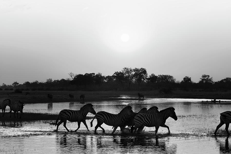 A Botswana Zebra Sunset in Black and White Photograph by Kay Brewer