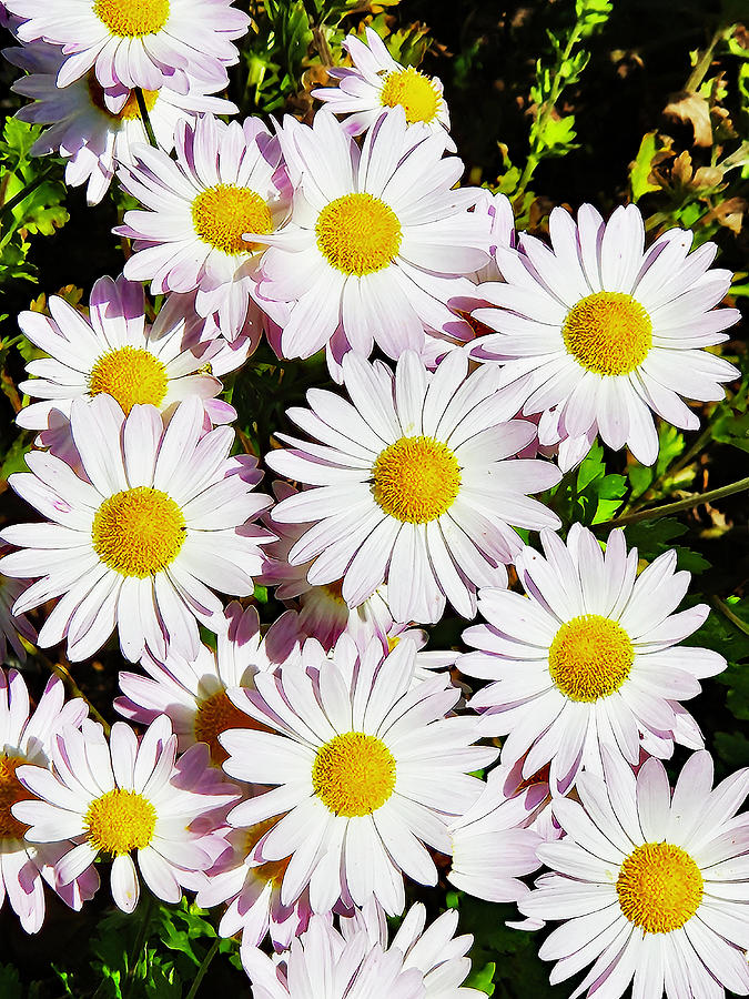 A Bounty of Daisies Photograph by Sharon Williams Eng