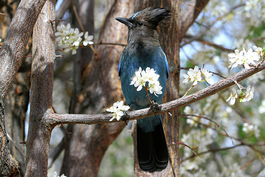 Blue Jay Photograph - A Bouquet for You by Donna Kennedy