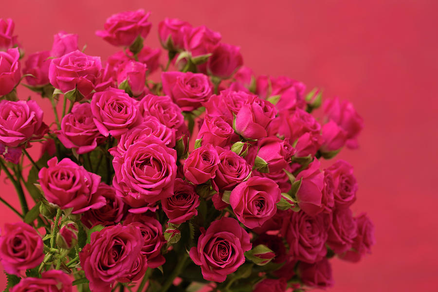 A bouquet of small pink roses on a pink background Photograph by Iuliia Malivanchuk